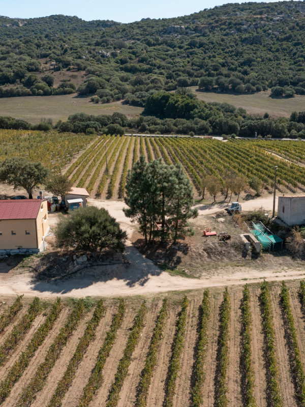 Vendemmia Tenute Tondini